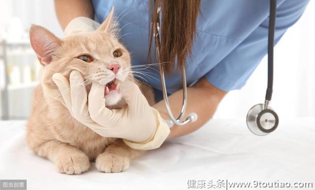 养宠知识：关于猫咪的口腔，我们应该如何进行基础护理？