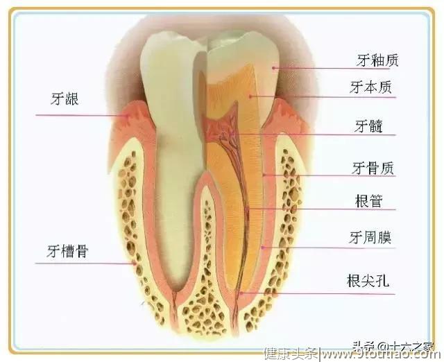 牙齿的好坏和遗传有关系么？