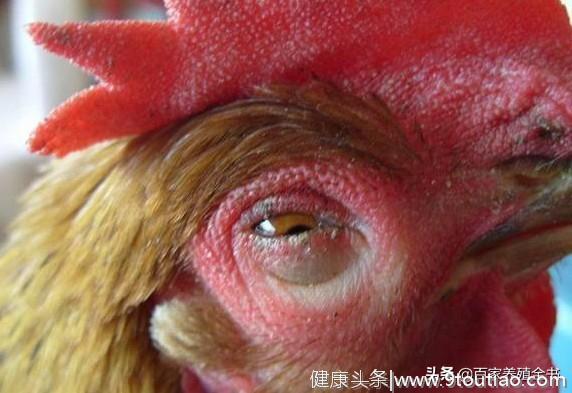 鸡眼睛睁不开吃什么药？鸡眼睑粘连是这些原因导致的