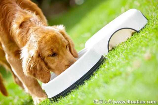 狗狗到底应该吃什么 给狗吃人类饭菜的后果有多严重你知道吗？