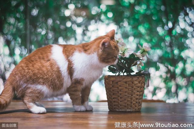 辟谣：怀孕的猫妈妈应该少吃点预防难产？拜托，它是猫不是人