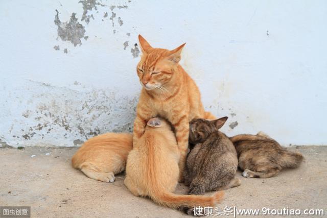 辟谣：怀孕的猫妈妈应该少吃点预防难产？拜托，它是猫不是人