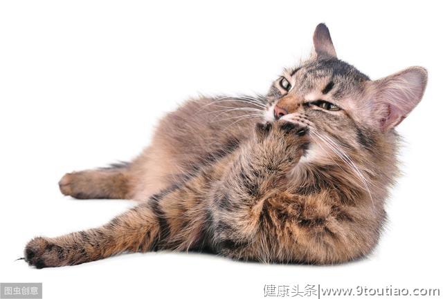 辟谣：怀孕的猫妈妈应该少吃点预防难产？拜托，它是猫不是人