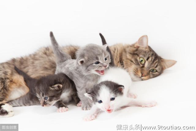 辟谣：怀孕的猫妈妈应该少吃点预防难产？拜托，它是猫不是人