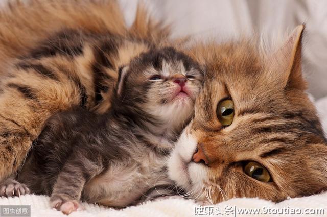 辟谣：怀孕的猫妈妈应该少吃点预防难产？拜托，它是猫不是人