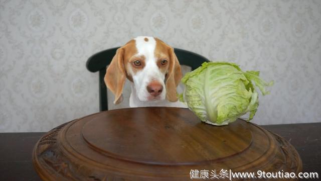 不知道给狗狗吃什么蔬菜，主人可以喂包心菜，有4点好处