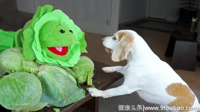 不知道给狗狗吃什么蔬菜，主人可以喂包心菜，有4点好处