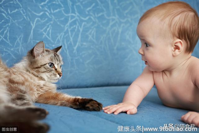 如果想让宝宝远离过敏，请不要丢弃你的猫