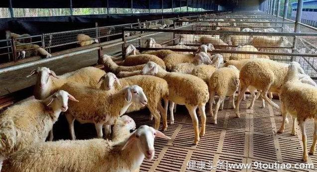 「微课堂」如何解决羊口粮问题？羊吃什么长得快？