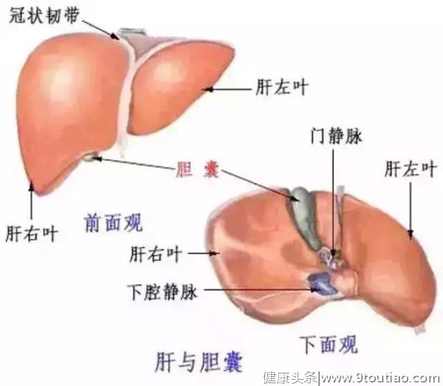 15种症状让你发现肝脏问题！肝脏健康自测