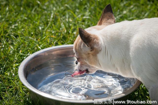 老年犬的饮食指南，教你老年狗狗可以吃什么，主人又该怎么喂