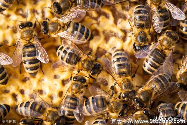 运输蜂王给蜂王吃什么？养蜂人，考虑好“侍从蜂”营养即可