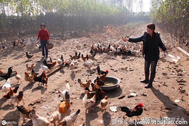 给土鸡吃什么长得快，爱下蛋？原来都是些家常菜