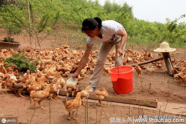 给土鸡吃什么长得快，爱下蛋？原来都是些家常菜