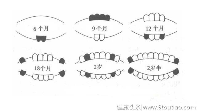 原来牙齿是这样长出来的！