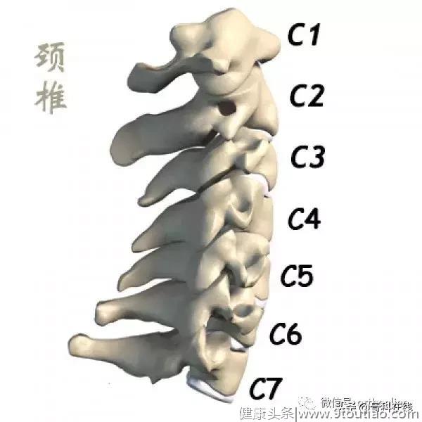 颈椎解剖结构一览