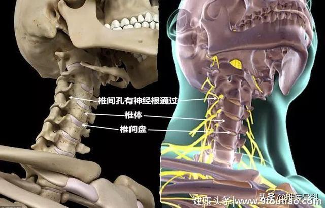 颈椎病里的五花三层—颈椎的结构和功能