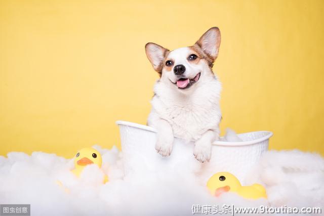 柯基犬吃什么狗粮好？10大狗粮排行榜