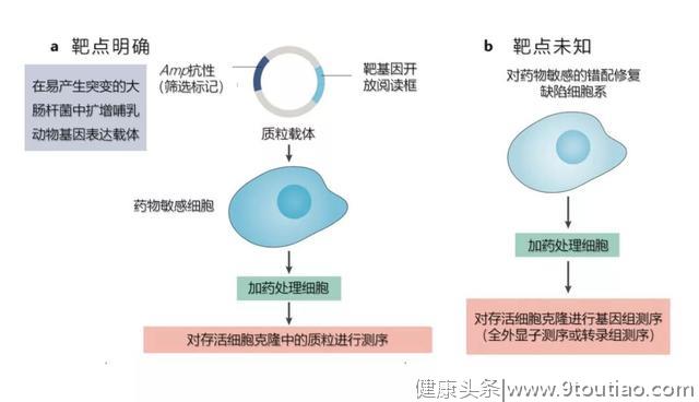 癌症靶点研究有哪些不靠谱？诺奖得主指出常见问题