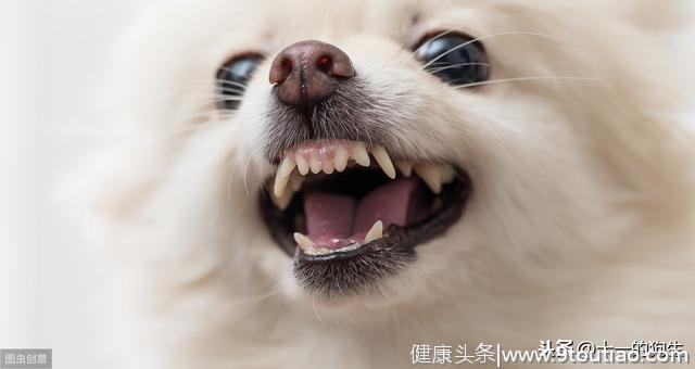 狗的牙齿在口腔中起了什么作用？幼犬和成犬的牙齿又有哪些区别？