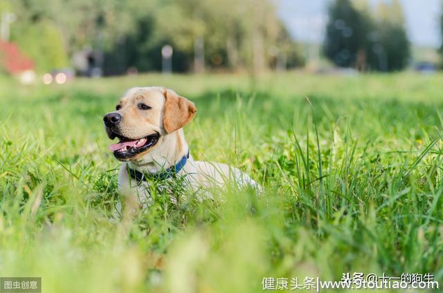 狗的牙齿在口腔中起了什么作用？幼犬和成犬的牙齿又有哪些区别？