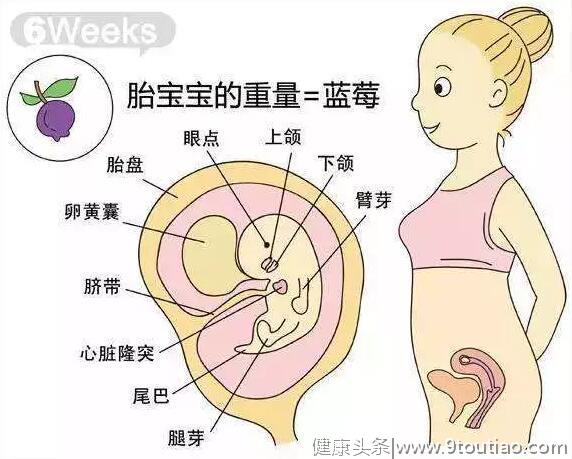 孕期|怀孕第二个月，关键时期这些事项你要重视