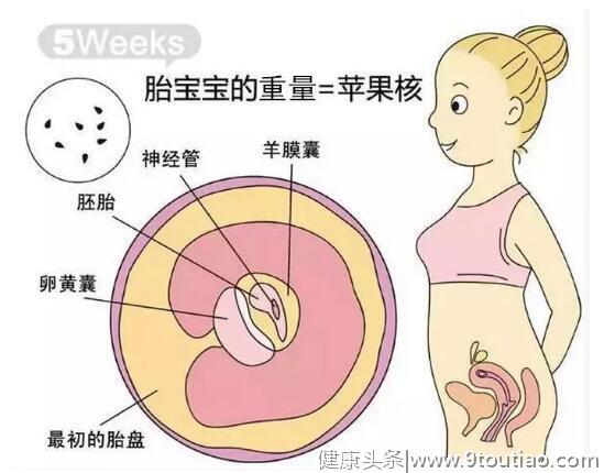 孕期|怀孕第二个月，关键时期这些事项你要重视