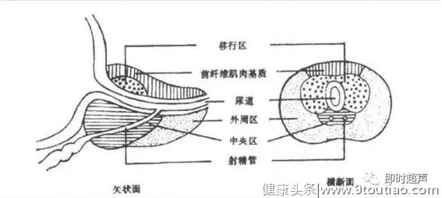 前列腺检查方法、标准切面及测量值汇总