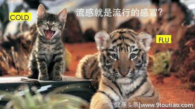 张文宏教授讲流感：流感不是感冒！就像老虎从来不是猫