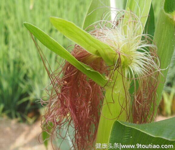 菜吧：适合冬季养生的10种蔬菜，附12道食谱