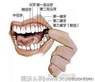 牙科医生告诉你牙齿的秘密，每一颗牙齿都非常重要