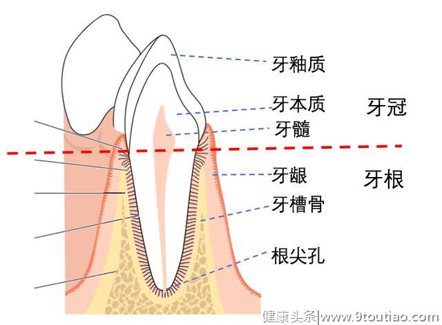 口腔健康科普之认识牙齿