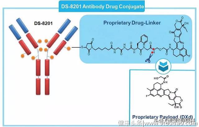 新希望：具备无穷潜力的ADC抗癌药，正在突破众多癌症“禁区”！