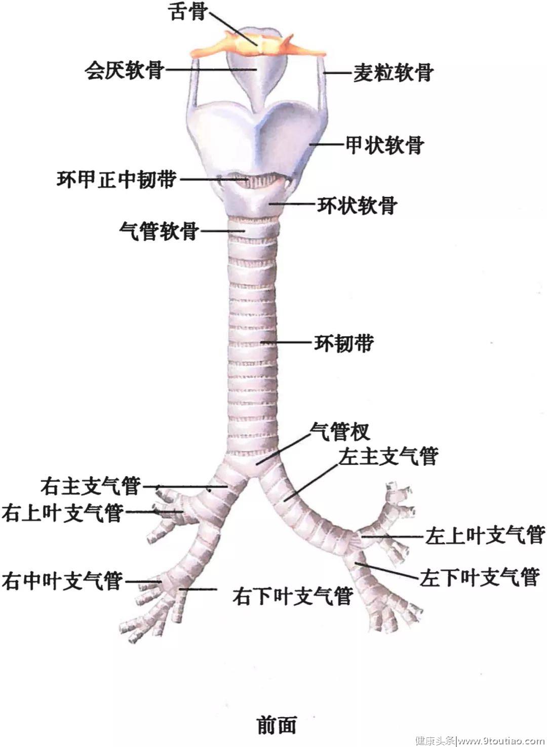 呼吸系统解剖图谱