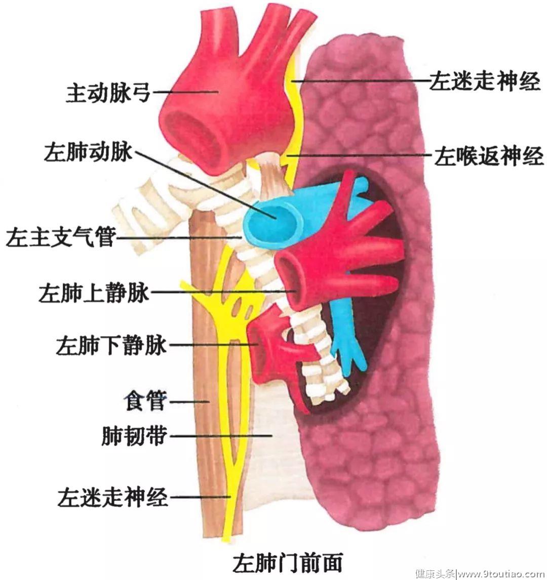 呼吸系统解剖图谱