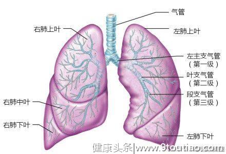 一组临床呼吸系统美图，惊艳了！