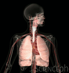 一组临床呼吸系统美图，惊艳了！