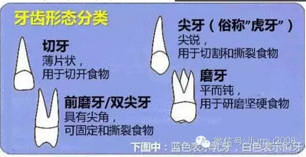 孩子乳牙坏了没关系？错！4张图认识孩子牙齿，附最全护牙方法