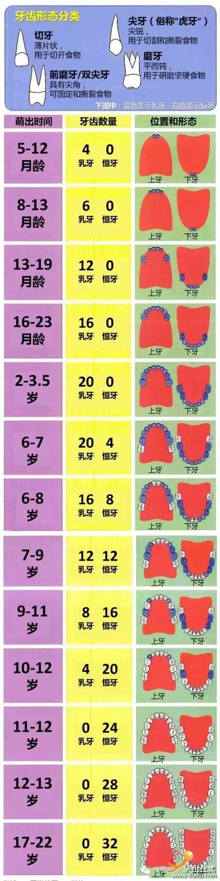 孩子乳牙坏了没关系？错！4张图认识孩子牙齿，附最全护牙方法