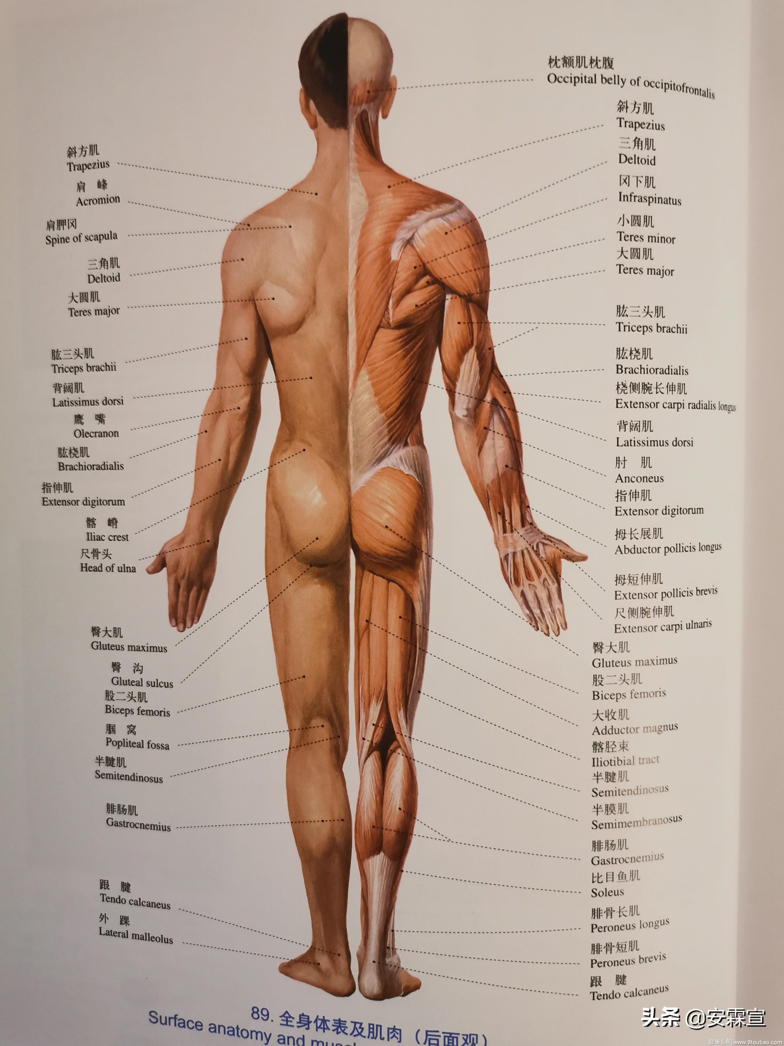 读《人体解剖彩色图谱》：健身时，需要知道的肌肉知识