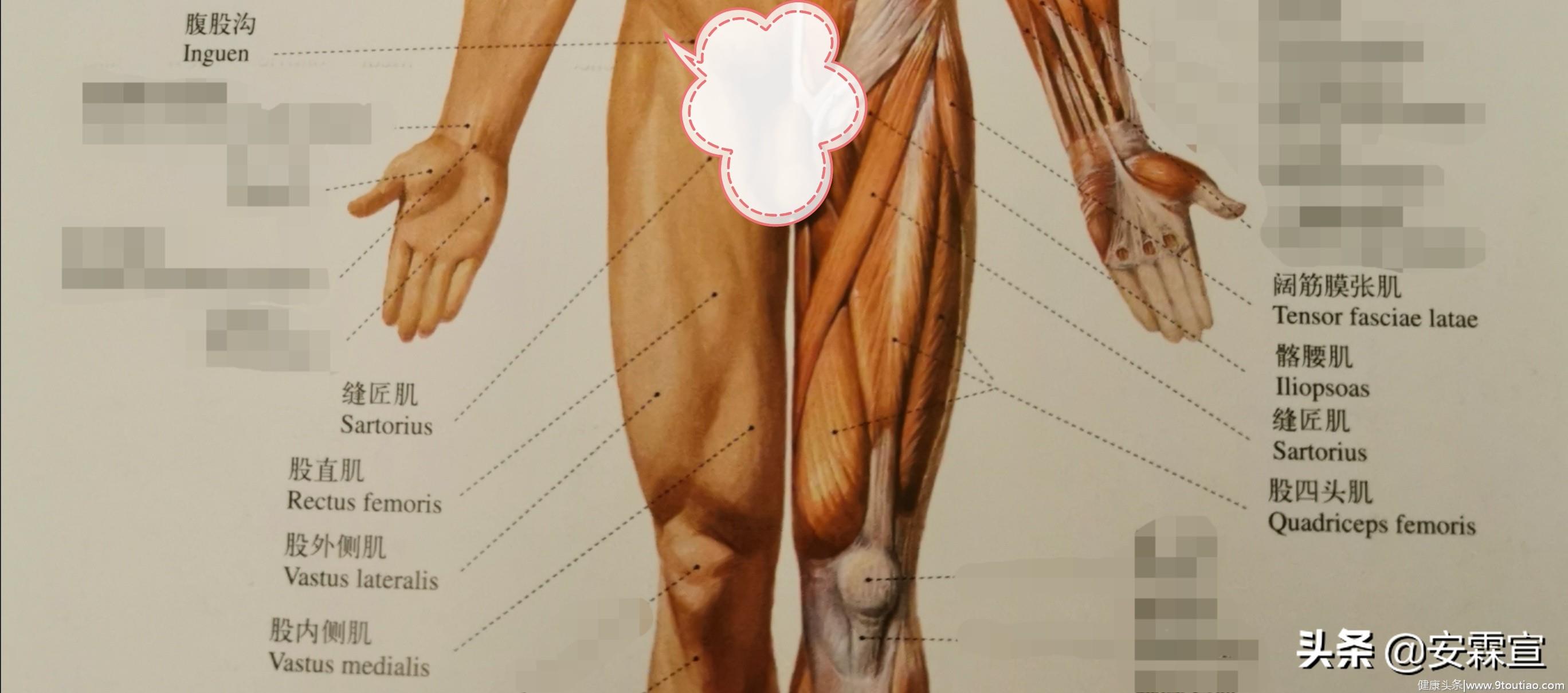 读《人体解剖彩色图谱》：健身时，需要知道的肌肉知识
