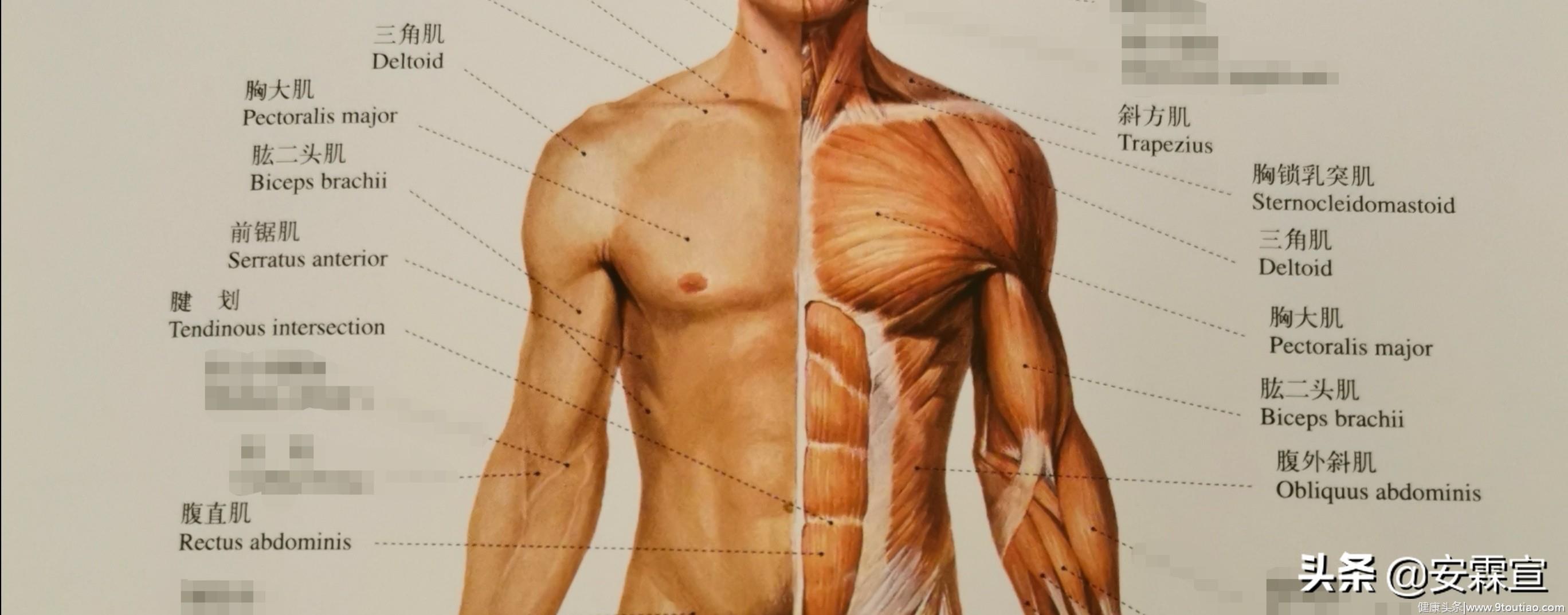 读《人体解剖彩色图谱》：健身时，需要知道的肌肉知识