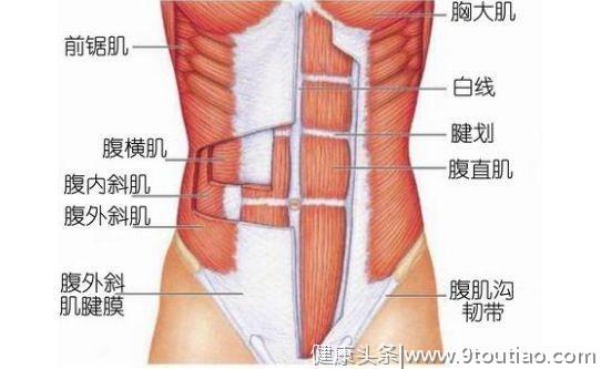 练腹肌，什么动作练什么位置，这张图让你一目了然