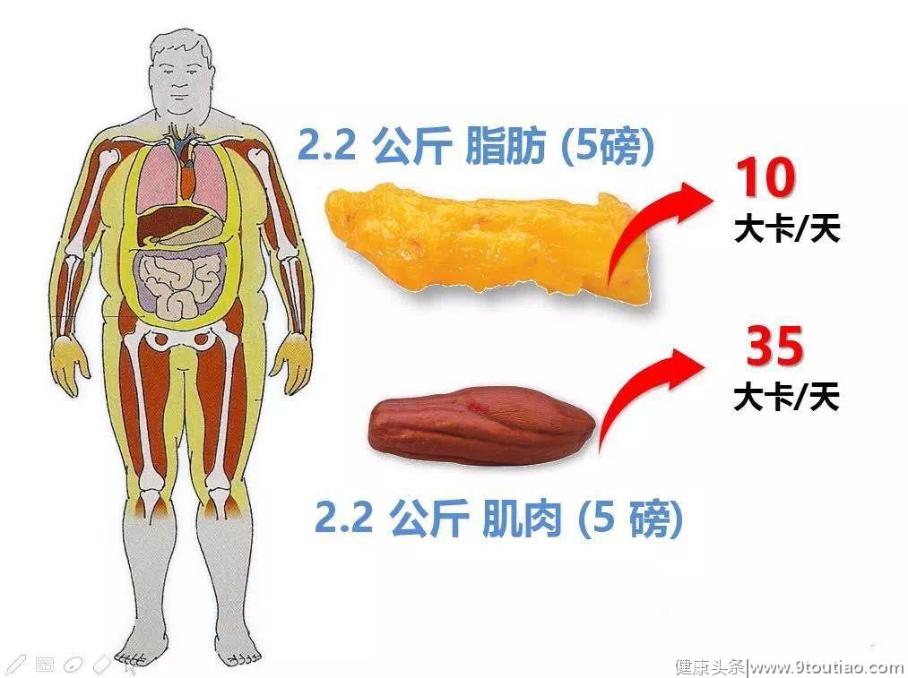 健身分类知识，运动的基础，健身的你需要知道