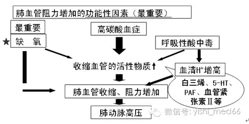 呼吸系统相关内容总结（一）