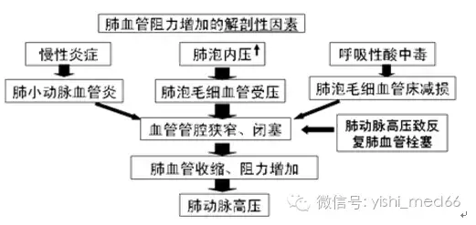 呼吸系统相关内容总结（一）