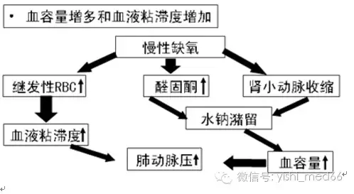 呼吸系统相关内容总结（一）