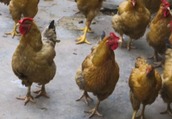 鸡感冒发烧用什么 鸡感冒临床症状有哪些