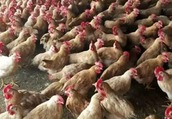 鸡感冒多发如何防治 鸡感冒咳嗽如何预防