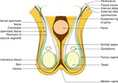 男性健康与福祉(1):男性生殖系统解剖